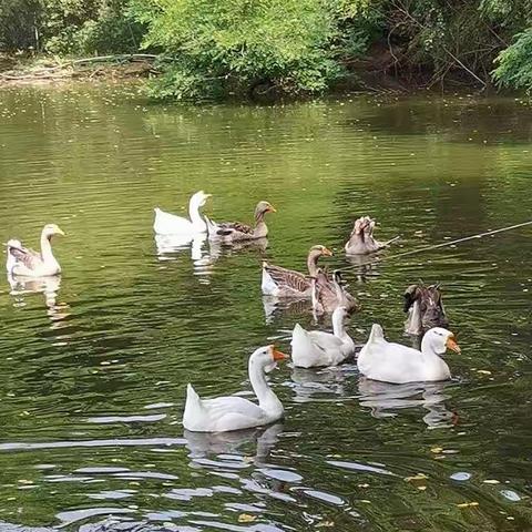 第二个鹅鸭戏水相册