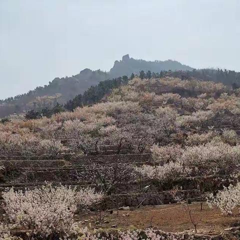 北九水踏青赏花