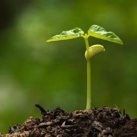 小种子发芽了🌱