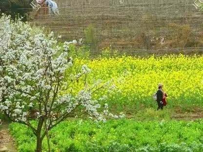 长兴农家踏春三日游