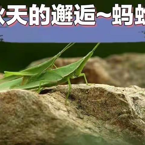 《秋天的邂逅——蚂蚱𓆧》生成课——小二班