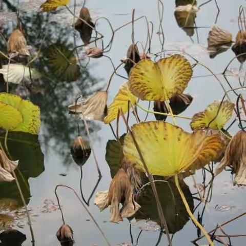 秋与荷 ---------生命的最后守望，是一种别样的美！