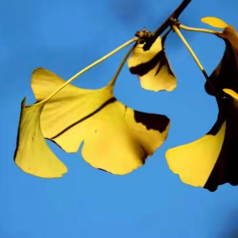 秋之韵，韵之秋（2016.10.30拍摄于镜湖公园）