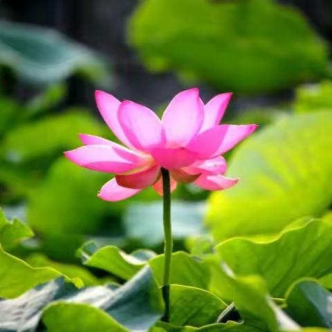 镜湖三百里，菡萏发荷花（2016.6.19拍摄于镜湖公园）