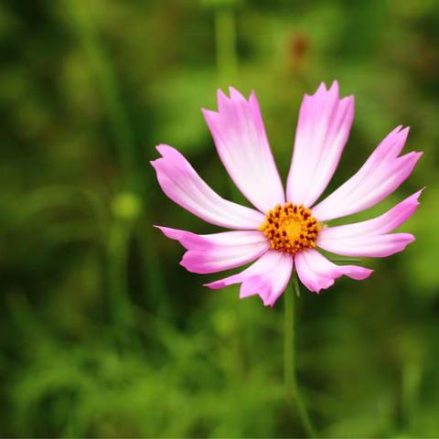 雨中的格桑花🌸🌺🌸