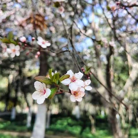 🌷“春风骀荡·幼见花开”🌷