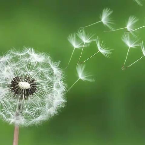 外出学习拓视野 交流互助促发展——龙港中心校赴明港中心校交流学习