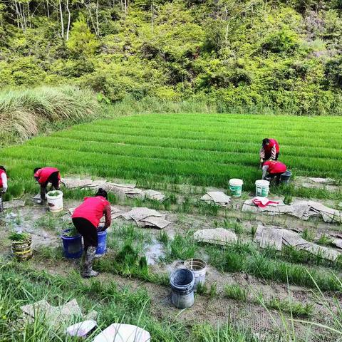 粮食生产、晚稻种植文明志愿者在行动