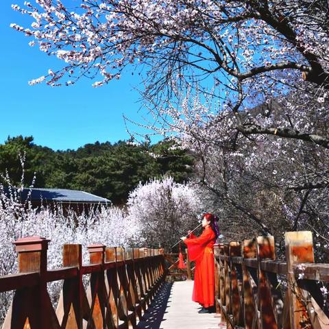 桃花盛开的时候～桃花沟