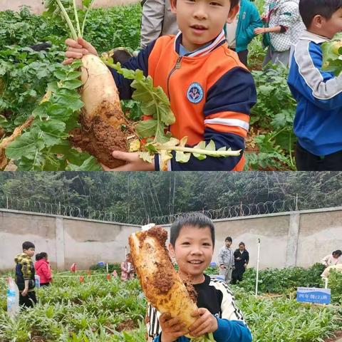 我劳动 我快乐 我收获——玉林市小平山电力希望小学劳动教育纪实