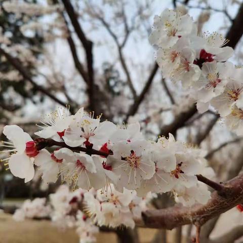 秉持初心 笃然前行 ——翁牛特旗阿什罕苏木中心小学教师在北京通州跟岗学习总结