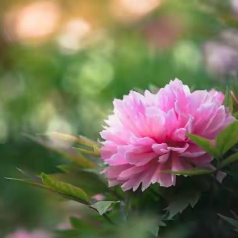 谷雨时节作教研    不负春光种希望——位庄乡初级中学政史地组教研活动纪实