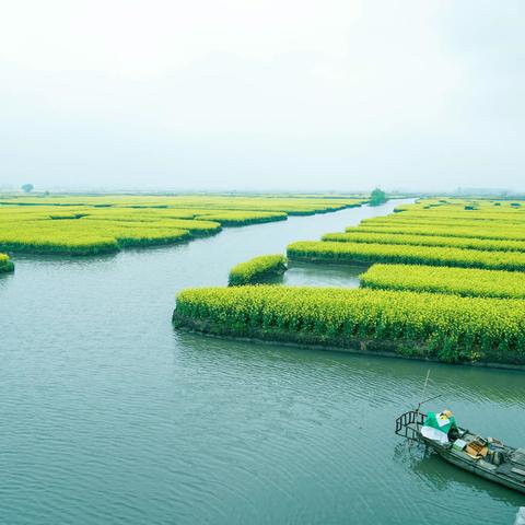 油菜花开