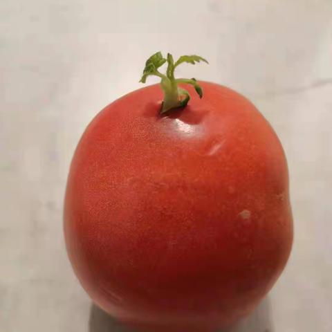 天下奇观：西红柿果发芽