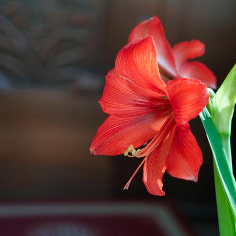 王中明的花世界