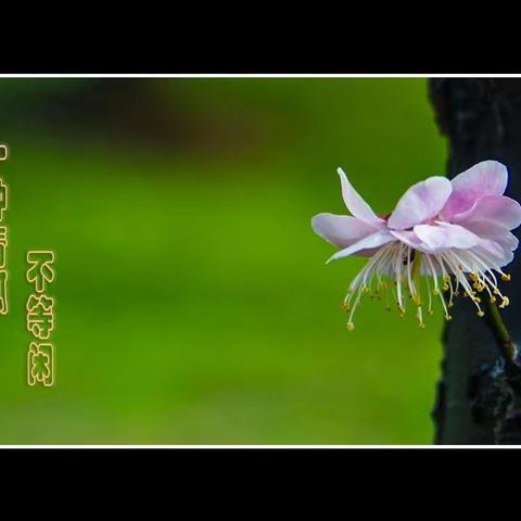 静待春来……梅花