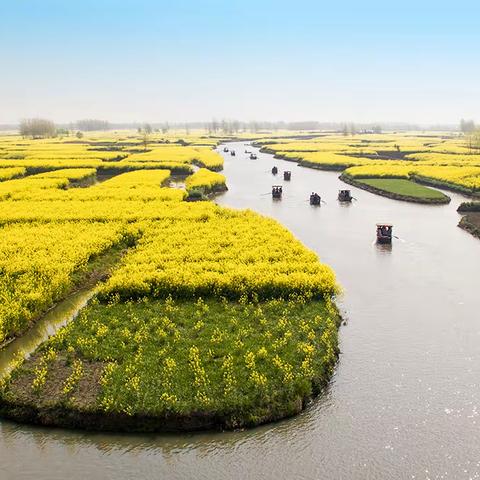 扬州之行 --- 千岛菜花