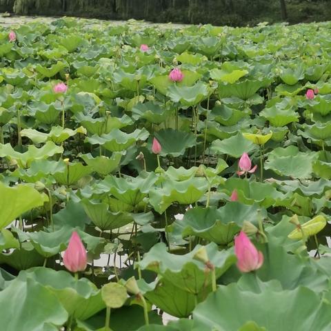 桃子湖畔花又开