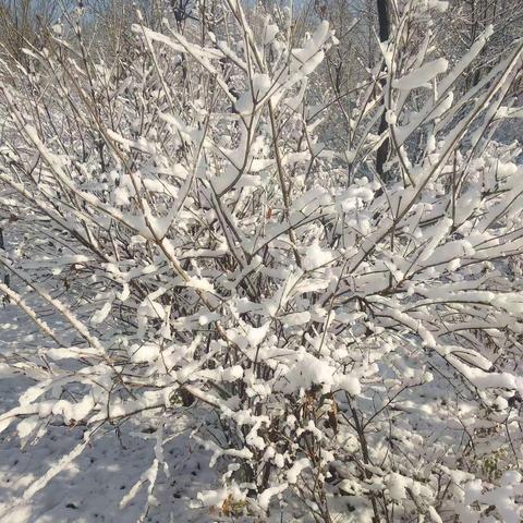 舞雪枝头银装秀  唱歌群峰金霞绸