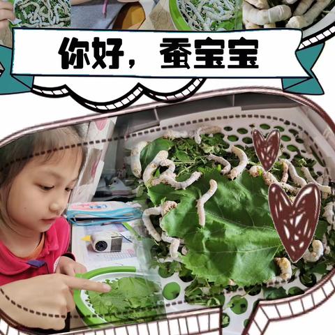 一蚕一世界，一茧一乾坤——二4班养蚕记
