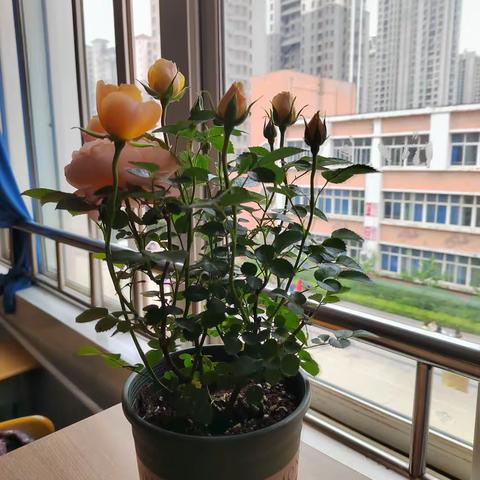 美好校园，从“最美教室”开始—604班教室布置