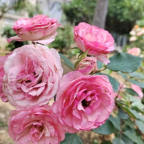 604班“母校，我想对您说”毕业活动