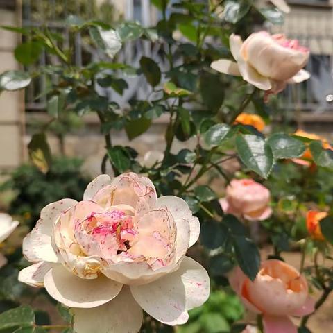 604班“和母校合影”毕业活动