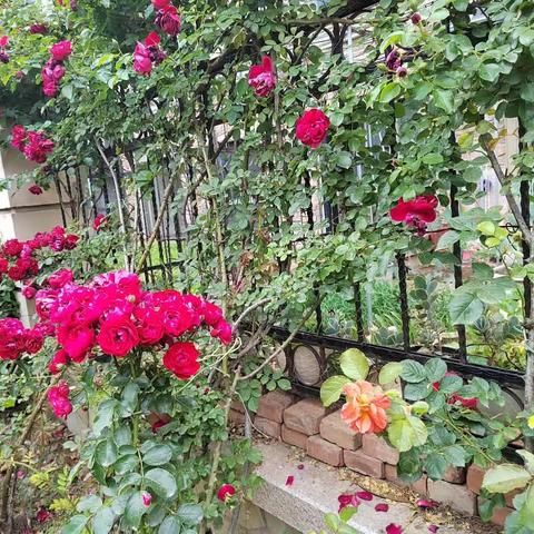 604班学生观看“新时代，新征程”主题云队课直播活动