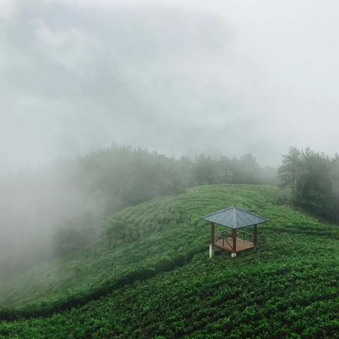 汉水茶香韵流龙岗