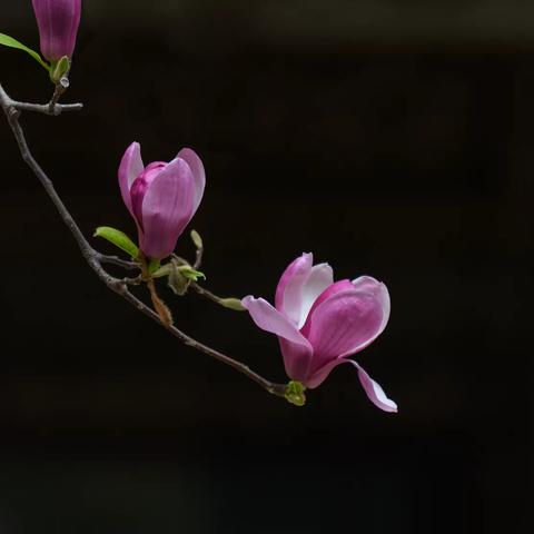 紫玉芳香淡雅花