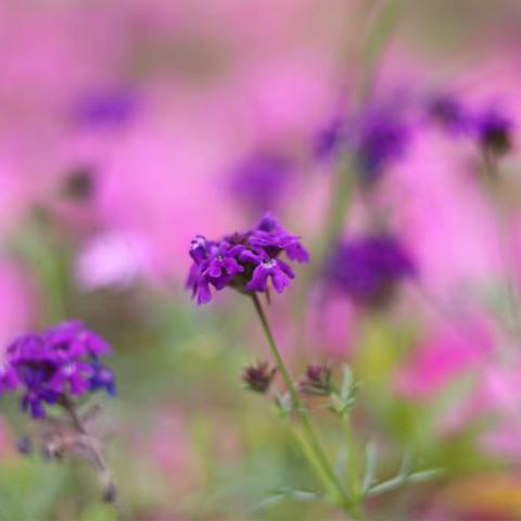 春游九龙山，路边山花烂漫