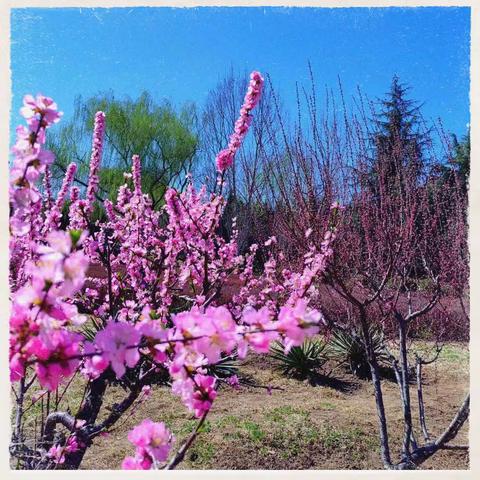 春暖花开莺飞时   植树护绿在行动——正和小学植树节活动