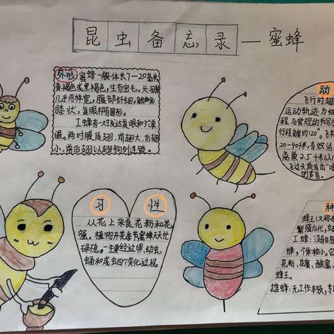 我们的“昆虫备忘录”