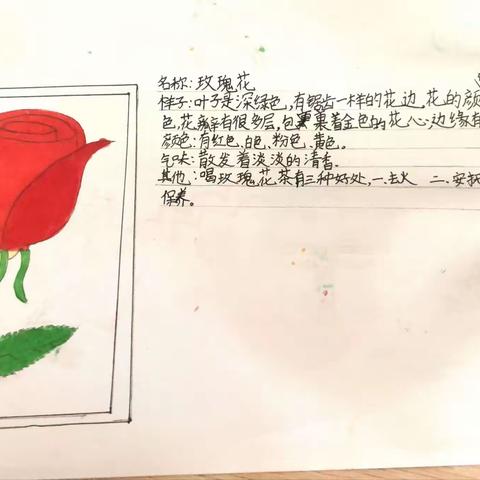 我的植物朋友