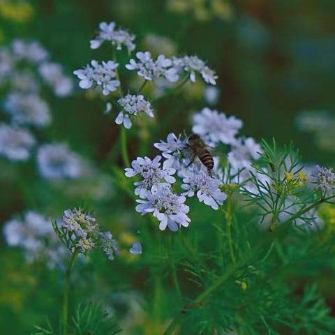 春日序曲：偶拍芫荽花（香菜花）！