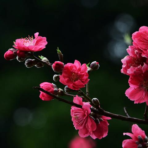 三月人间，春风更暖，花开更繁。