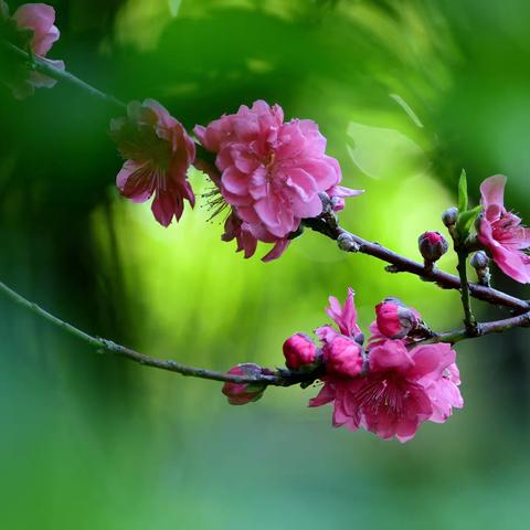 赴一场桃花盛会