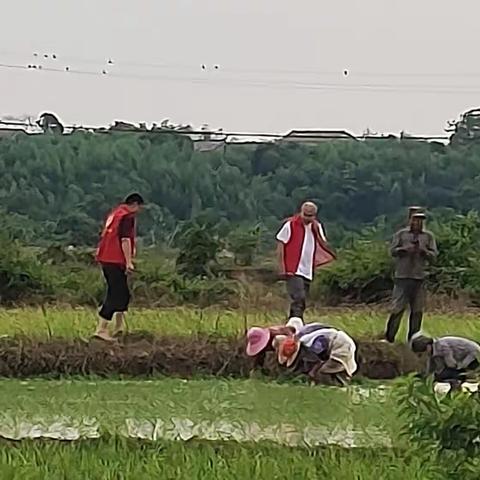 插秧助农耕  志愿服务在行动