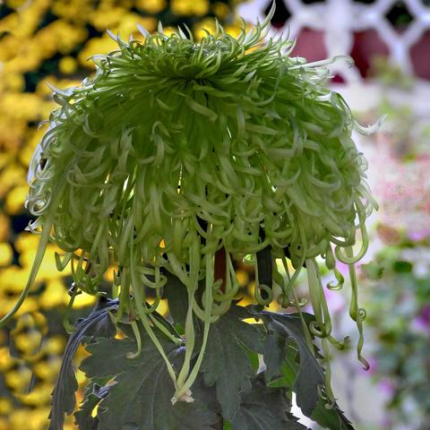 惠山古镇的菊花