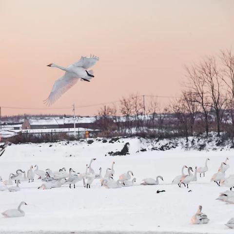 雪中大天鹅……