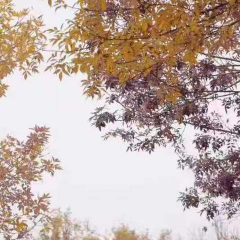 丰县创新育人学校小学部三年级语文教研活动