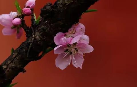 呼和浩特市第三十中学（内蒙古师范大学附属第二学校）小学美术网络课程