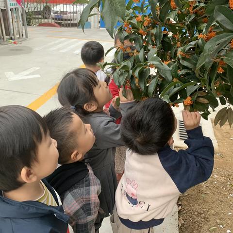 微微秋风里 馥馥桂花香