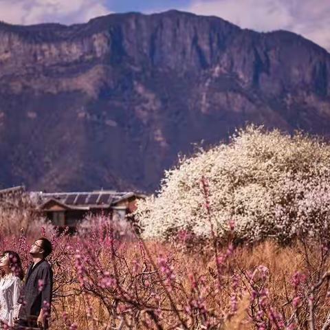 格姆女神山下，爱情盛放成一棵开花的树