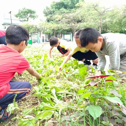 劳动追梦，奔向幸福人生——记覃塘街道龙凤小学劳动知识大课堂活动