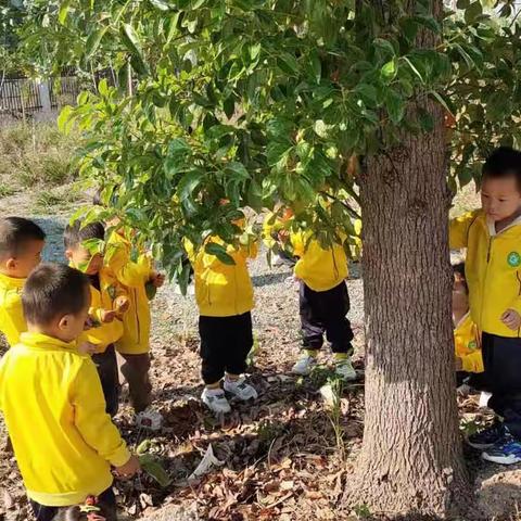 博雅幼儿园小班十月美篇