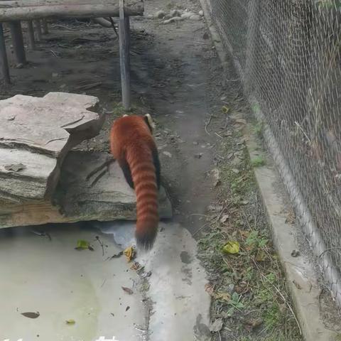 动物园一日游