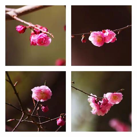 朵朵桃花 如诗如画，美丽醉人