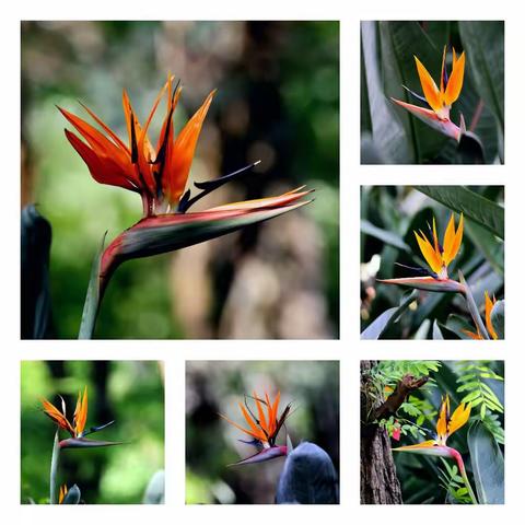 姿态优美的鹤望兰