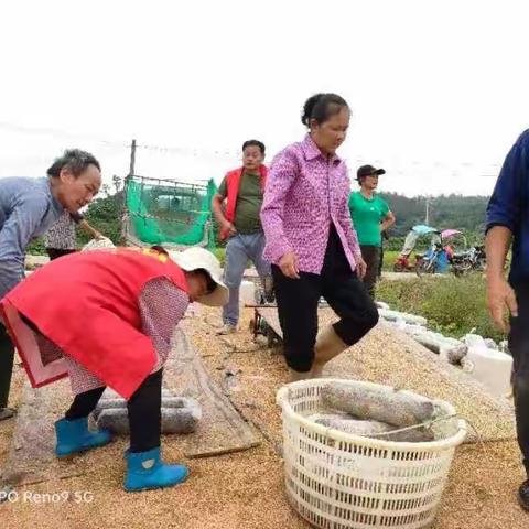 木耳基地种植忙，助农增收添“钱”景